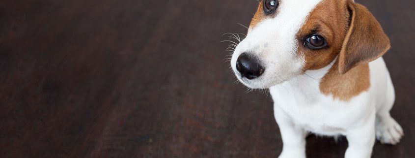 cane leishmaniosi