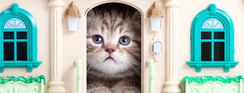 il gatto consigli per farlo sentire a casa